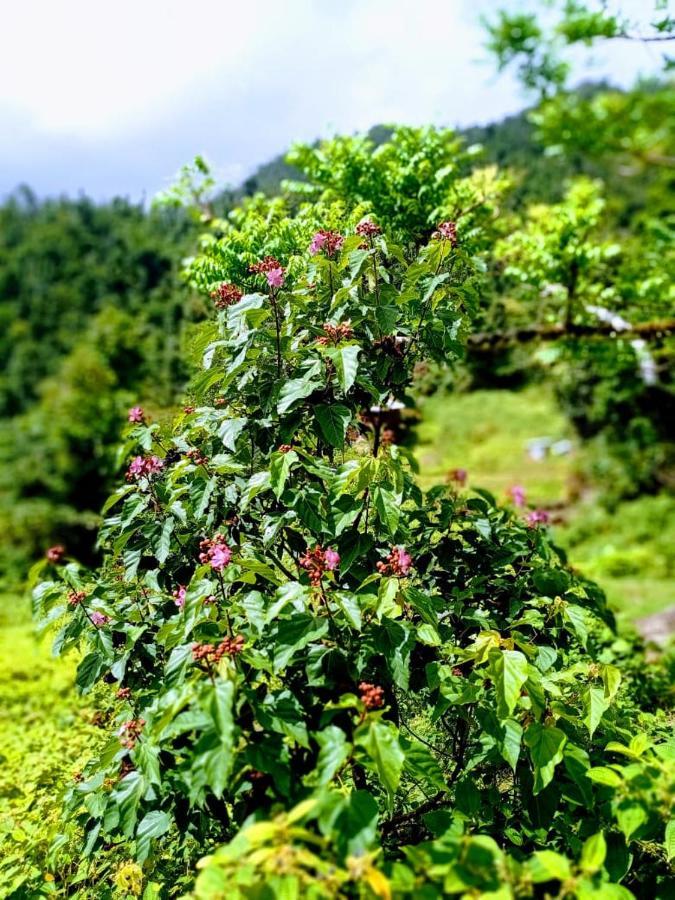 Marigot Roots Jungle Retreatヴィラ エクステリア 写真