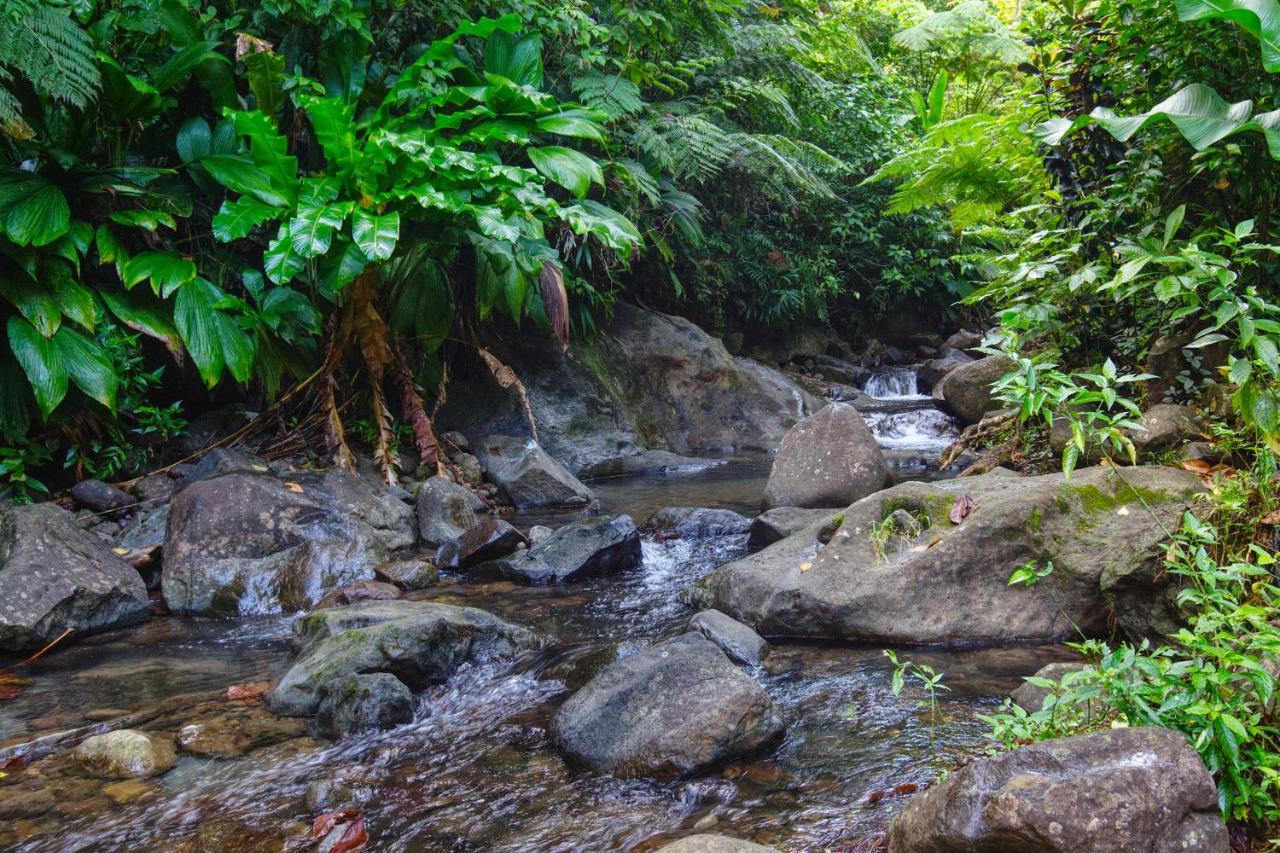 Marigot Roots Jungle Retreatヴィラ エクステリア 写真