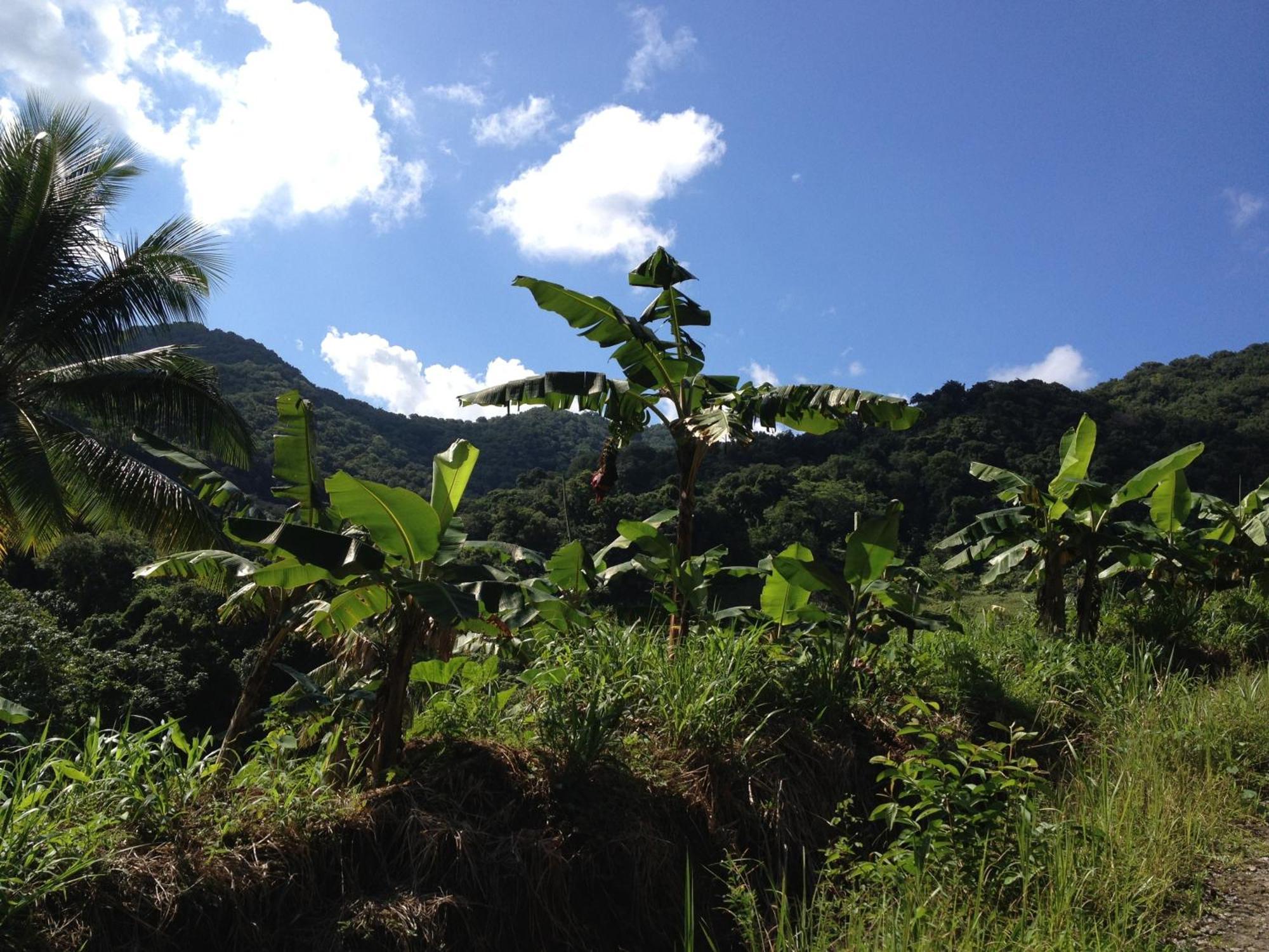 Marigot Roots Jungle Retreatヴィラ エクステリア 写真
