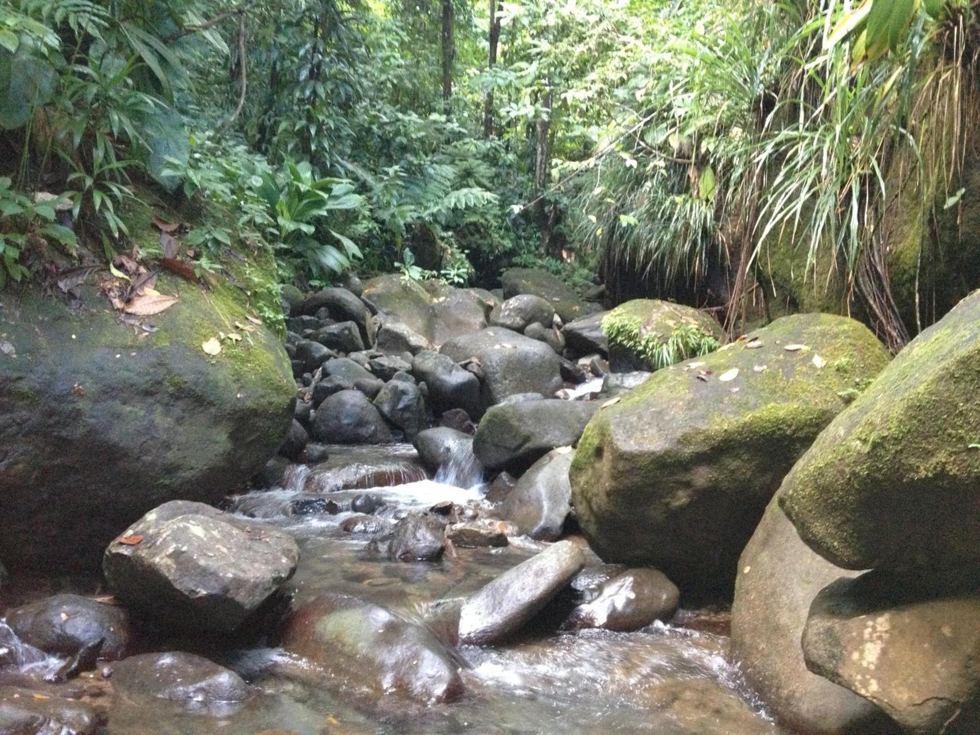 Marigot Roots Jungle Retreatヴィラ エクステリア 写真