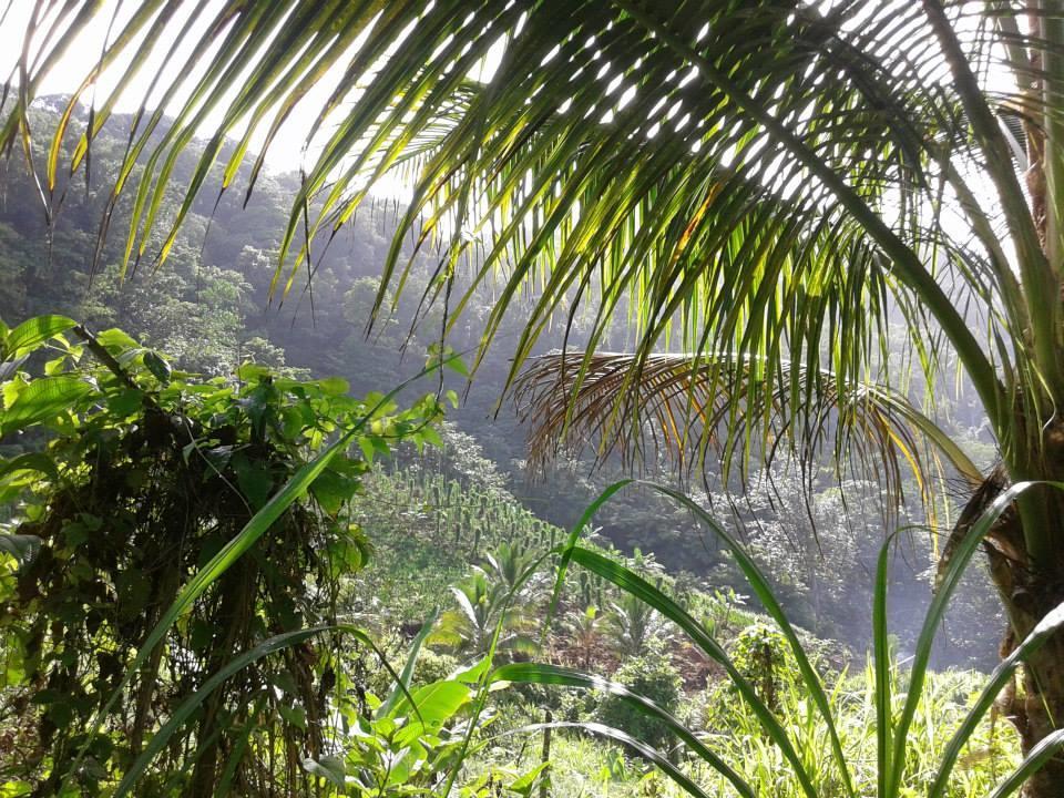 Marigot Roots Jungle Retreatヴィラ エクステリア 写真