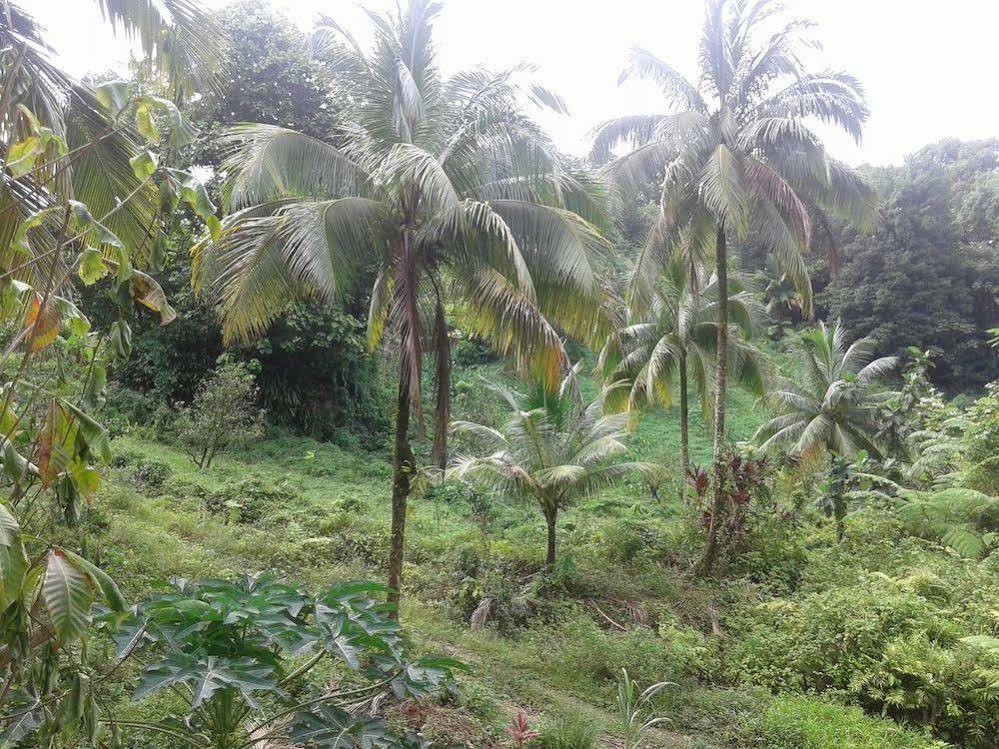 Marigot Roots Jungle Retreatヴィラ エクステリア 写真