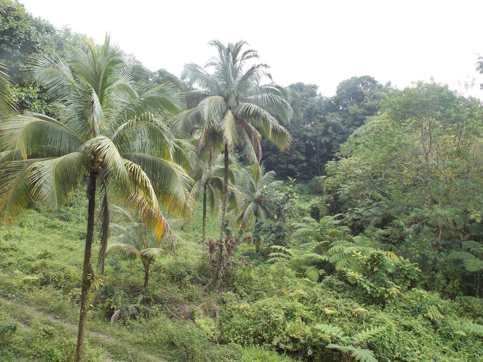 Marigot Roots Jungle Retreatヴィラ エクステリア 写真