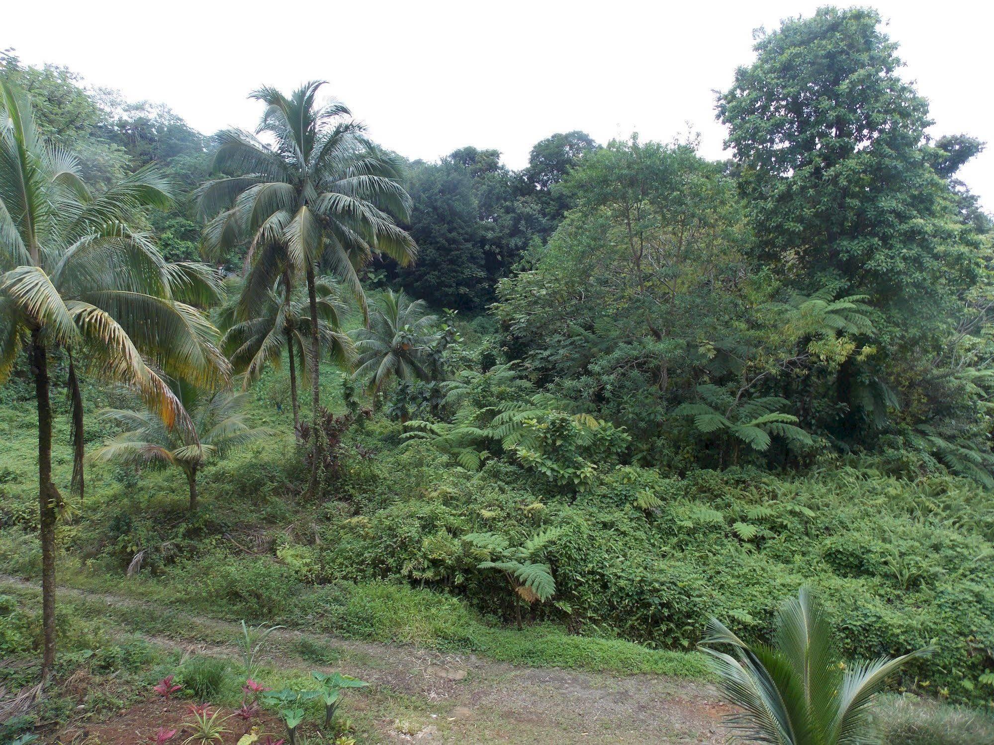 Marigot Roots Jungle Retreatヴィラ エクステリア 写真
